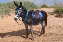 الاغ سواری در کویر