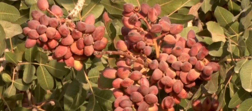 باغات پسته | آران و بیدگل