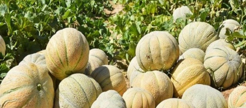 طالبی شیرین، آبدار و خوش طعم سفید شهر | آران و بیدگل